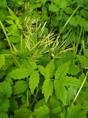 Cardamine leucantha