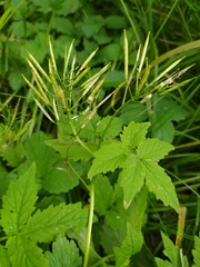 Cardamine leucantha
