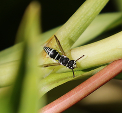 Stenodynerus blandus