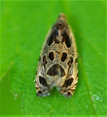 Olethreutes tilianum