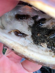 Heptacarpus pugettensis