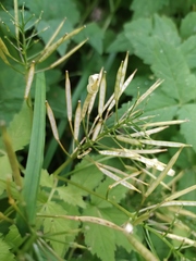 Cardamine leucantha