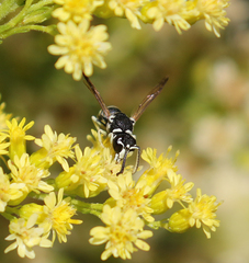 Stenodynerus blandus