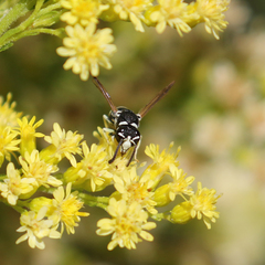 Stenodynerus blandus