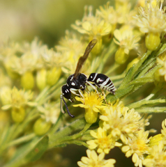 Stenodynerus blandus