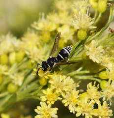 Stenodynerus blandus