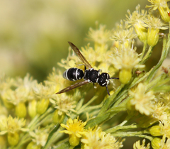 Stenodynerus blandus