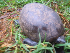 Kinosternon hirtipes