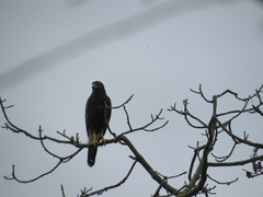 Buteogallus urubitinga