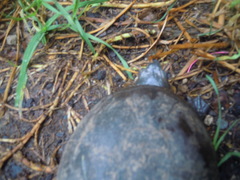 Kinosternon hirtipes