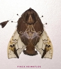 Parathyris semivitrea