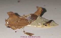 Parathyris semivitrea