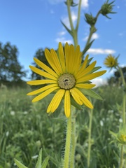 Silphium laciniatum