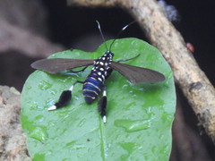 Horama plumipes