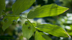 Polygonatum