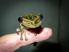 Triprion spatulatus