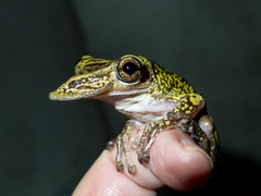 Triprion spatulatus