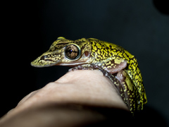 Triprion spatulatus
