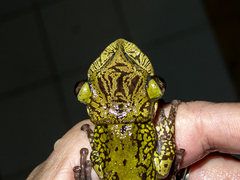 Triprion spatulatus