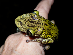 Triprion spatulatus