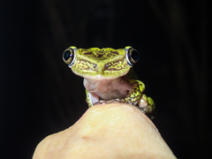 Triprion spatulatus