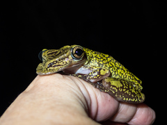 Triprion spatulatus