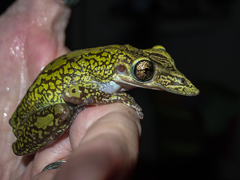 Triprion spatulatus