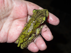 Triprion spatulatus