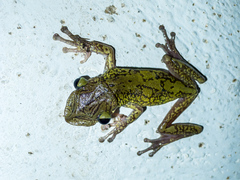 Triprion spatulatus