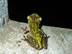 Triprion spatulatus