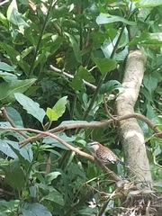 Campylorhynchus rufinucha