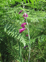 Gladiolus palustris