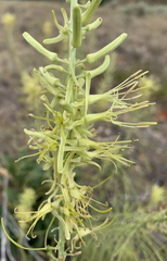 Stanleya viridiflora