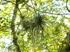 Tillandsia baileyi