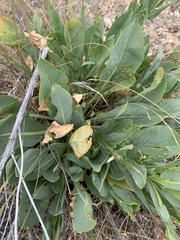 Stanleya viridiflora