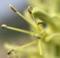 Stanleya viridiflora