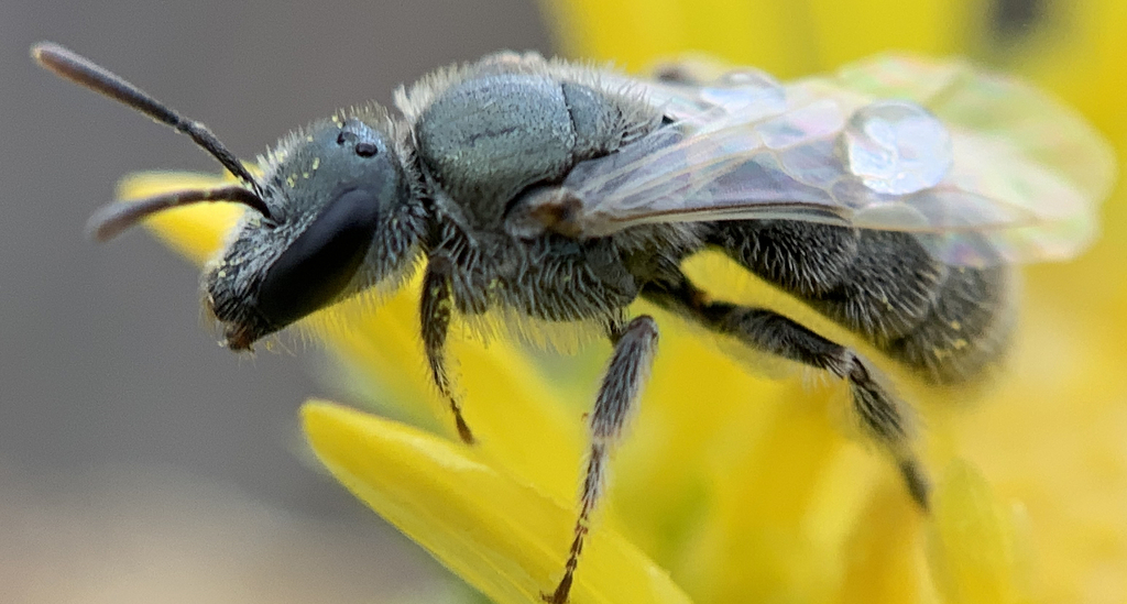 Hoary Sweat Bee