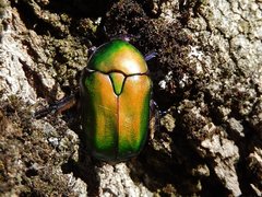 Protaetia cuprea cuprea