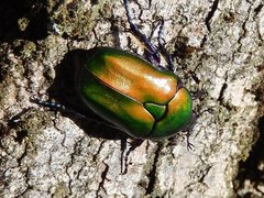 Protaetia cuprea cuprea