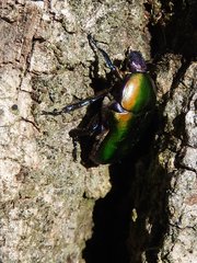 Protaetia cuprea cuprea