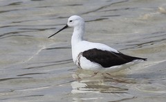 Cladorhynchus leucocephalus