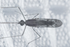 Anopheles freeborni