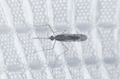 Anopheles freeborni