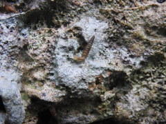 Brachypodella speluncae
