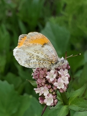 Anthocharis julia sulfuris