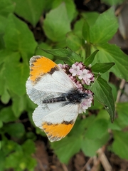 Anthocharis julia sulfuris