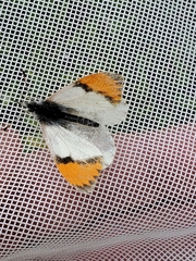 Anthocharis julia sulfuris