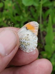 Anthocharis julia sulfuris