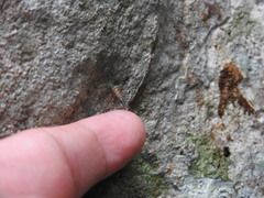 Brachypodella speluncae