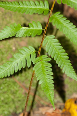 Dryopteris celsa